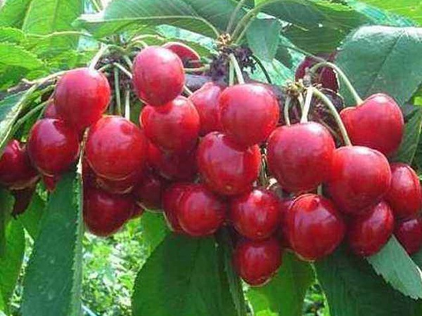 <a href='http://www.wuzhouwash.com/guoshuzhongzi/2186.html' target='_blank'>山櫻桃</a>