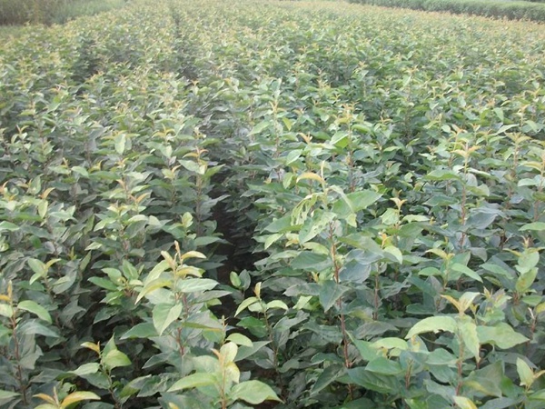 <a href='http://www.wuzhouwash.com/guoshuzhongzi/2008.html' target='_blank'>杜梨</a>