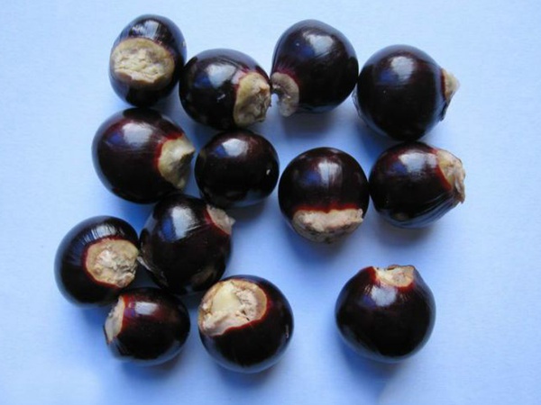 <a href='http://www.wuzhouwash.com/guoshuzhongzi/2180.html' target='_blank'>桂圓</a>