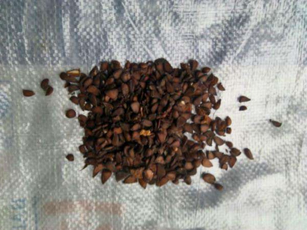 <a href='http://www.wuzhouwash.com/guoshuzhongzi/2178.html' target='_blank'>番木瓜種子</a>