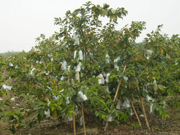 <a href='http://www.wuzhouwash.com/guoshuzhongzi/2175.html' target='_blank'>潘石榴</a>