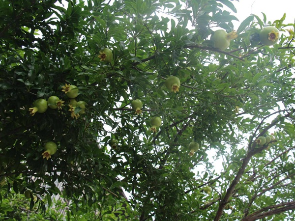 <a href='http://www.wuzhouwash.com/guoshuzhongzi/2175.html' target='_blank'>潘石榴</a>