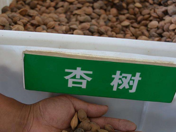 <a href='http://www.wuzhouwash.com/guoshuzhongzi/2123.html' target='_blank'>杏樹</a><a href='http://www.wuzhouwash.com/' target='_blank'>種子</a>