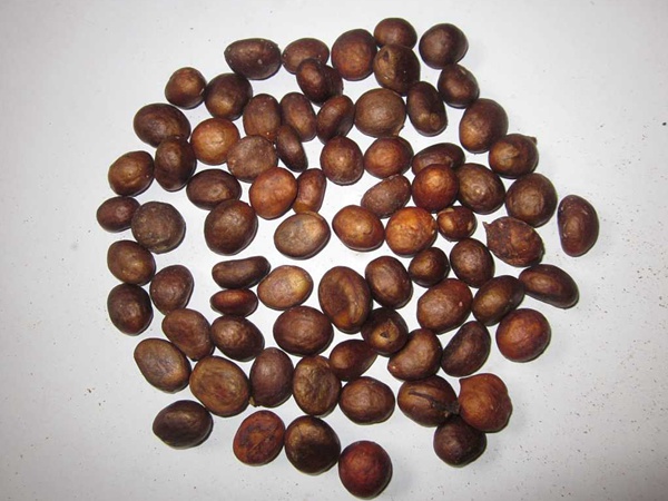 <a href='http://www.wuzhouwash.com/guoshuzhongzi/1886.html' target='_blank'>枇杷種子</a>