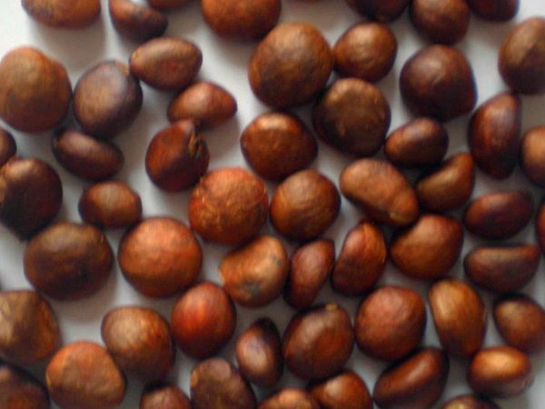 枇杷<a href='http://www.wuzhouwash.com/' target='_blank'>種子</a>