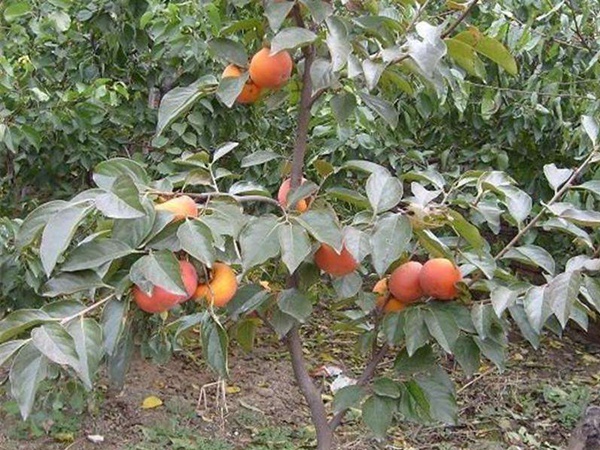 <a href='http://www.wuzhouwash.com/guoshuzhongzi/1878.html' target='_blank'>柿樹(shù)種子</a>