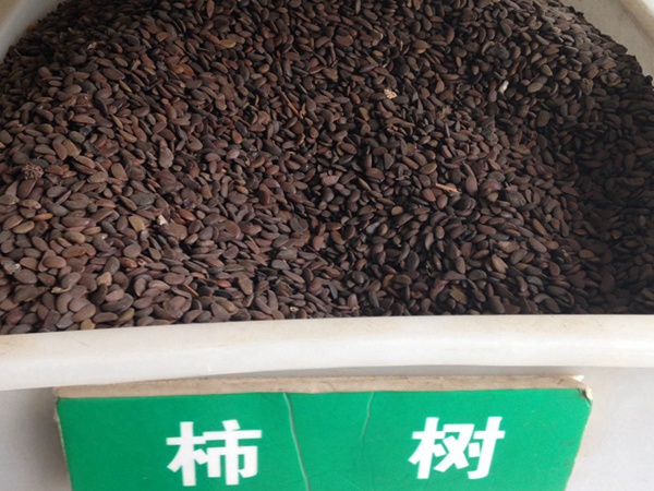 柿樹(shù)<a href='http://www.wuzhouwash.com/' target='_blank'>種子</a>