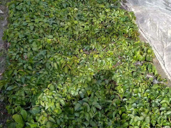 <a href='http://www.wuzhouwash.com/linmuzhongzi/2188.html' target='_blank'>油麻藤</a>