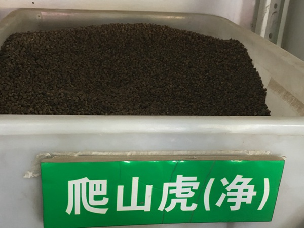<a href='http://www.wuzhouwash.com/linmuzhongzi/2193.html' target='_blank'>爬山虎種子</a>