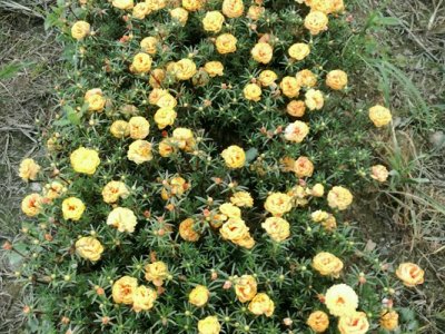 太陽花種子