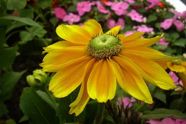 <a href='http://www.wuzhouwash.com/caohuazhongzi/16049.html' target='_blank'>金光菊</a>