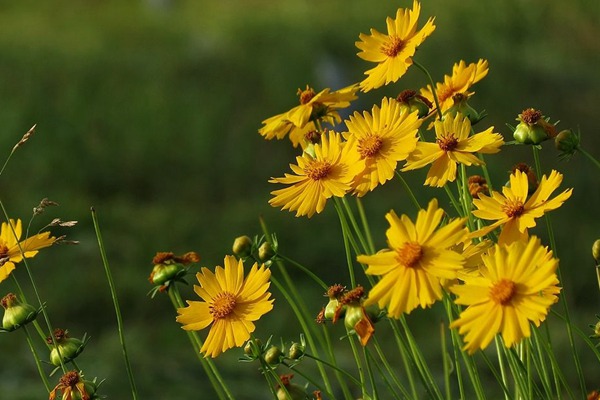 <a href='http://www.wuzhouwash.com/caohuazhongzi/16049.html' target='_blank'>金光菊</a>