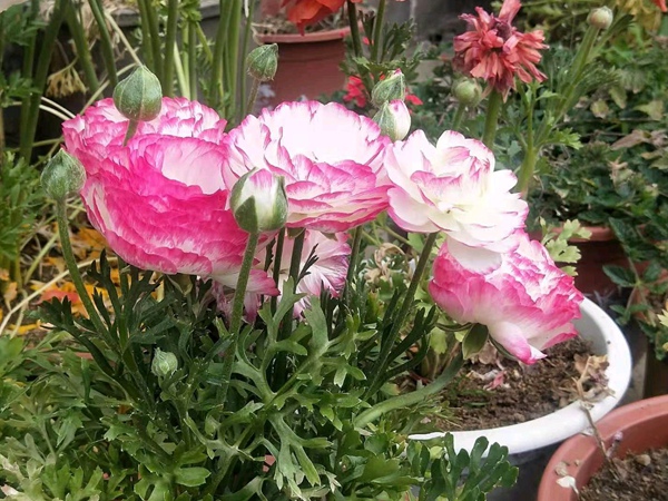 <a href='http://www.wuzhouwash.com/caohuazhongzi/16052.html' target='_blank'>花毛茛</a>