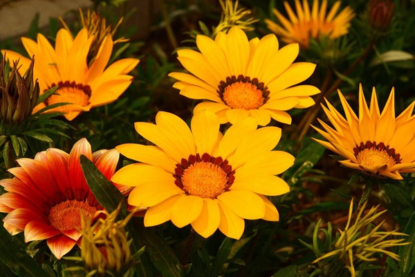 <a href='http://www.wuzhouwash.com/caohuazhongzi/16053.html' target='_blank'>勛章菊</a>