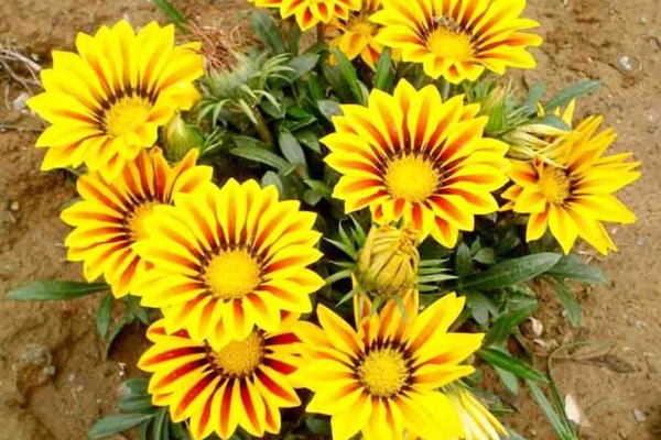 <a href='http://www.wuzhouwash.com/caohuazhongzi/16053.html' target='_blank'>勛章菊</a>