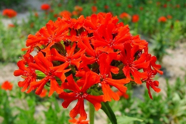 <a href='http://www.wuzhouwash.com/caohuazhongzi/16308.html' target='_blank'>剪秋羅</a>
