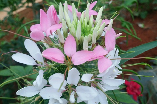 <a href='http://www.wuzhouwash.com/caohuazhongzi/16533.html' target='_blank'>醉碟花</a>