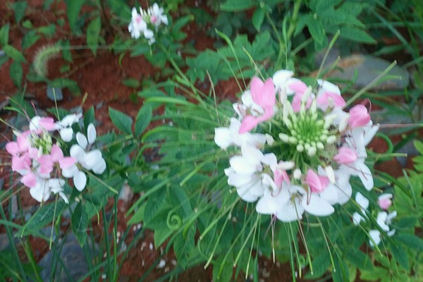 <a href='http://www.wuzhouwash.com/caohuazhongzi/16533.html' target='_blank'>醉碟花</a>