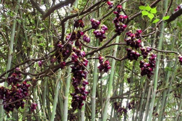 <a href='http://www.wuzhouwash.com/linmuzhongzi/2190.html' target='_blank'>雞血藤</a>
