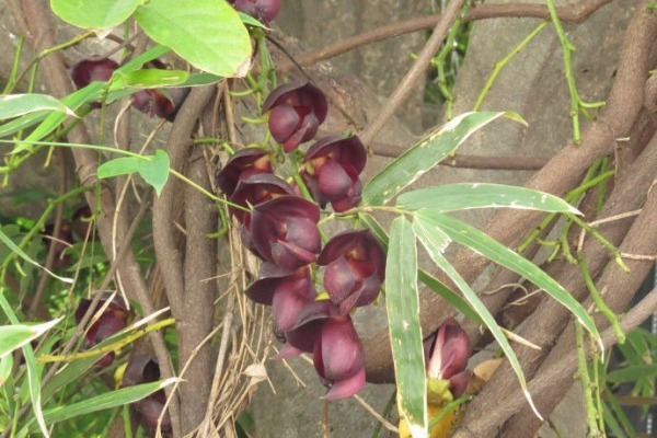 雞<a href='http://www.wuzhouwash.com/linmuzhongzi/2189.html' target='_blank'>血藤</a>