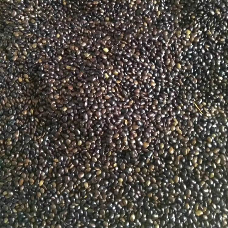 <a href='http://www.wuzhouwash.com/linmuzhongzi/1841.html' target='_blank'>國槐種子</a>槐樹籽