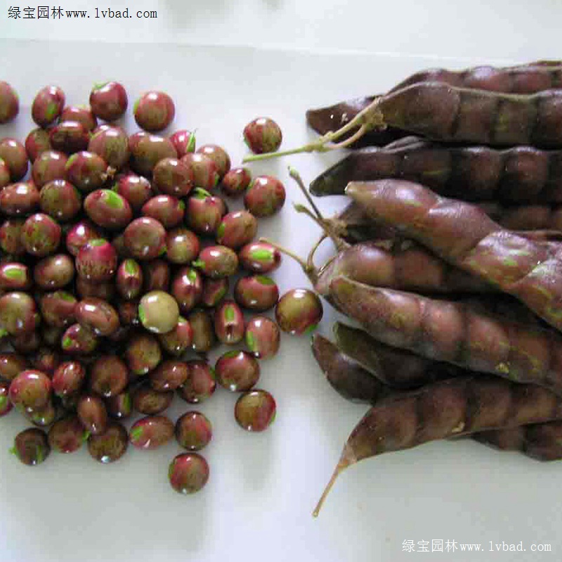 <a href='http://www.wuzhouwash.com/linmuzhongzi/22337.html' target='_blank'>木豆種子</a>