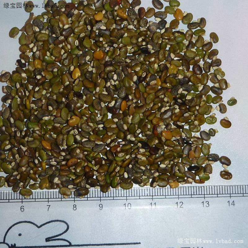 <a href='http://www.wuzhouwash.com/linmuzhongzi/22339.html' target='_blank'>山毛豆</a>