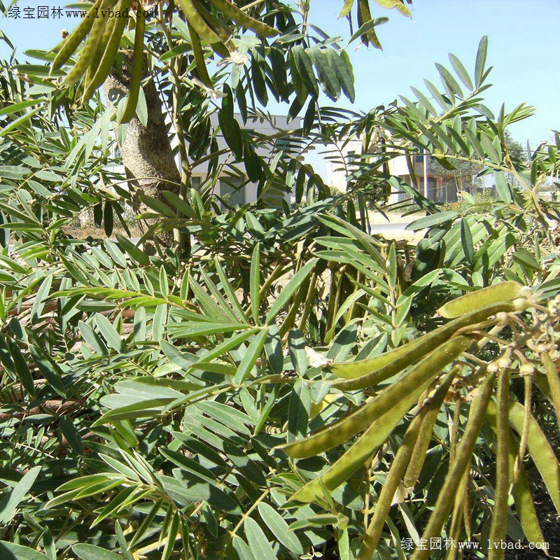 <a href='http://www.wuzhouwash.com/linmuzhongzi/22339.html' target='_blank'>山毛豆</a>