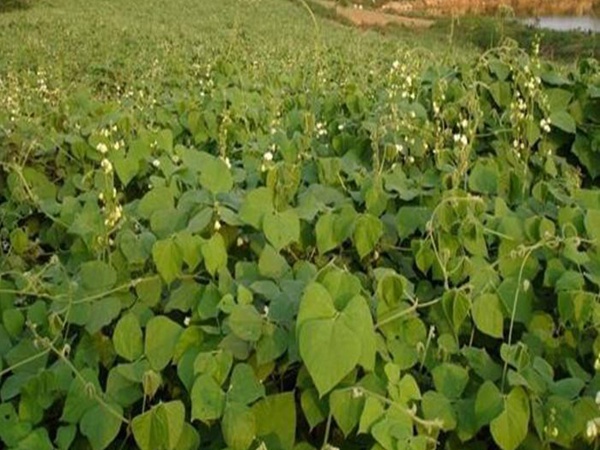 <a href='http://www.wuzhouwash.com/mucaozhongzi/23270.html' target='_blank'>拉巴豆種子</a>
