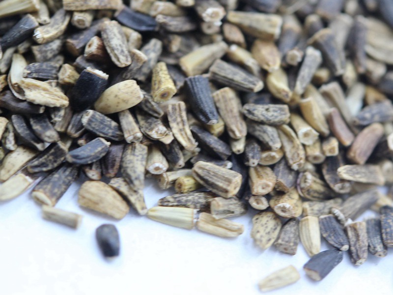 <a href='http://www.wuzhouwash.com/mucaozhongzi/23271.html' target='_blank'>進口菊苣種子</a>
