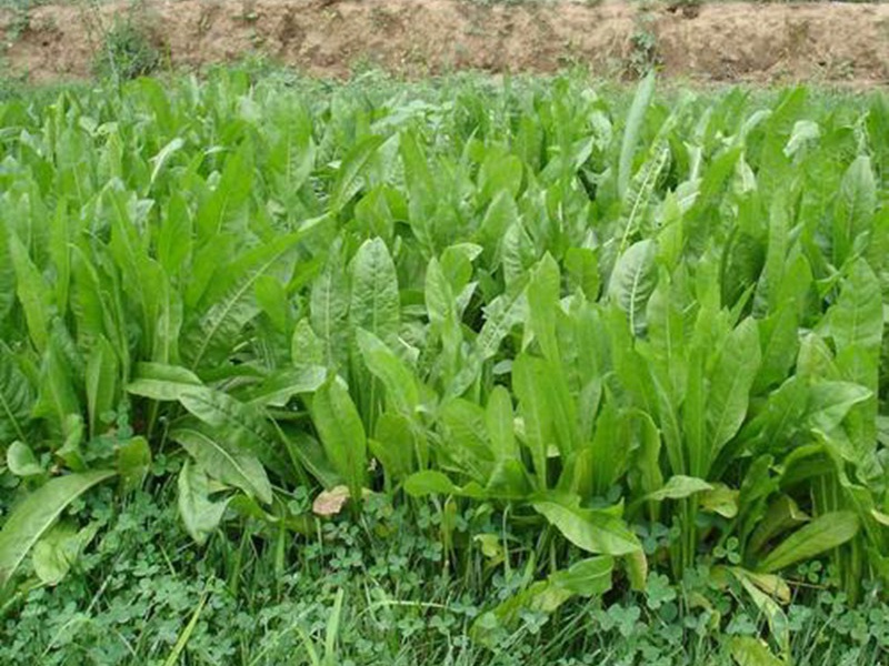 進口菊苣<a href='http://www.wuzhouwash.com/' target='_blank'>種子</a>