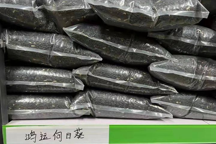 <a href='http://www.wuzhouwash.com/caohuazhongzi/43360.html' target='_blank'>鴻運(yùn)向日葵</a>