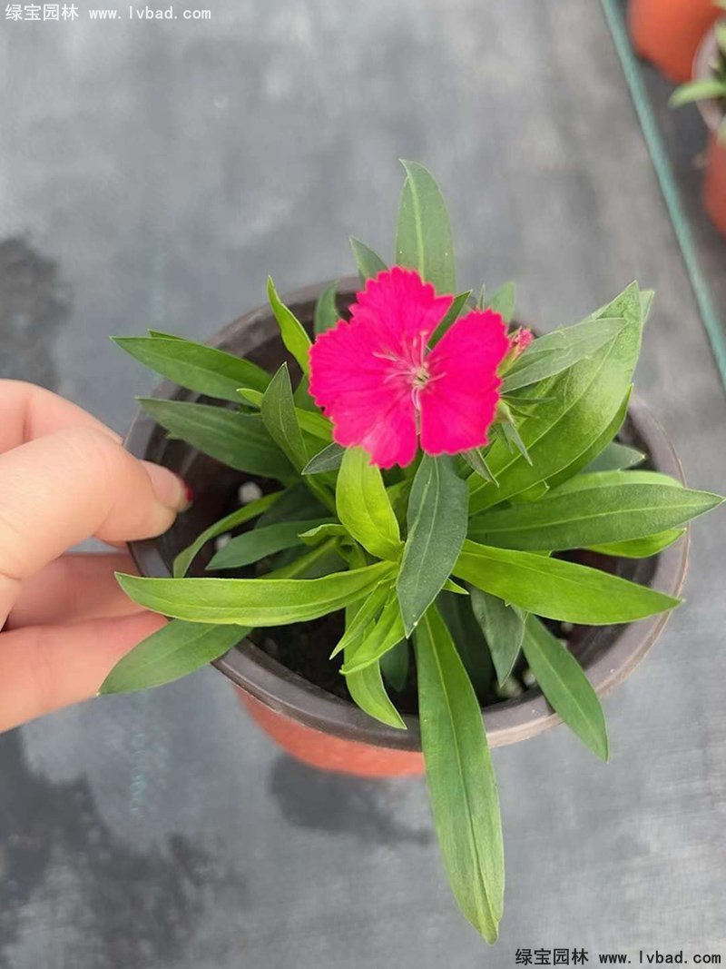 <a href='http://www.wuzhouwash.com/caohuazhongzi/1030.html' target='_blank'>常夏石竹</a>花苗盆栽花鏡草本花卉