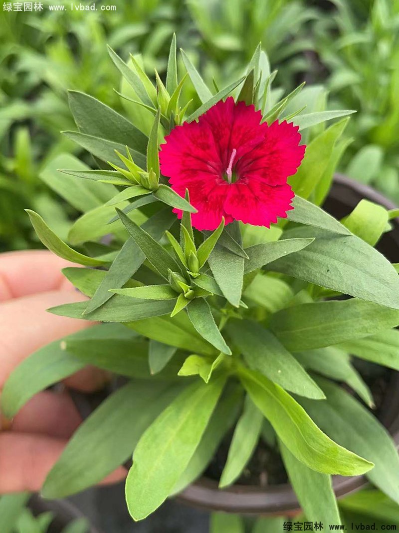 <a href='http://www.wuzhouwash.com/caohuazhongzi/1030.html' target='_blank'>常夏石竹</a>花苗盆栽花鏡草本花卉