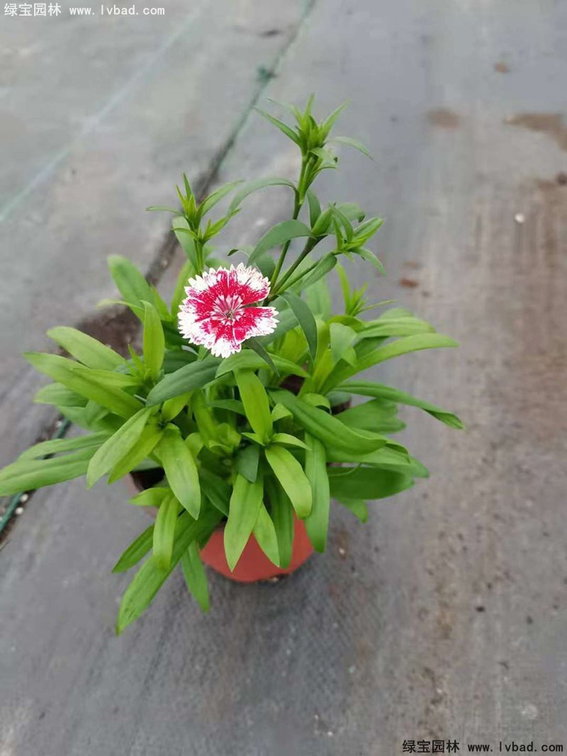 常夏<a href='http://www.wuzhouwash.com/caohuazhongzi/97045.html' target='_blank'>石竹</a>花苗盆栽花鏡草本花卉