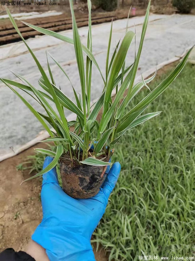 玉帶草觀葉植物花鏡多年生草本