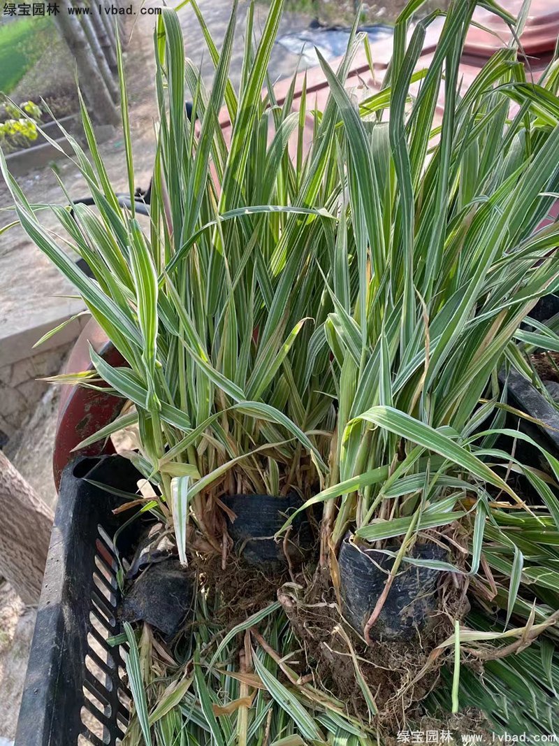玉帶草觀葉植物花鏡多年生草本