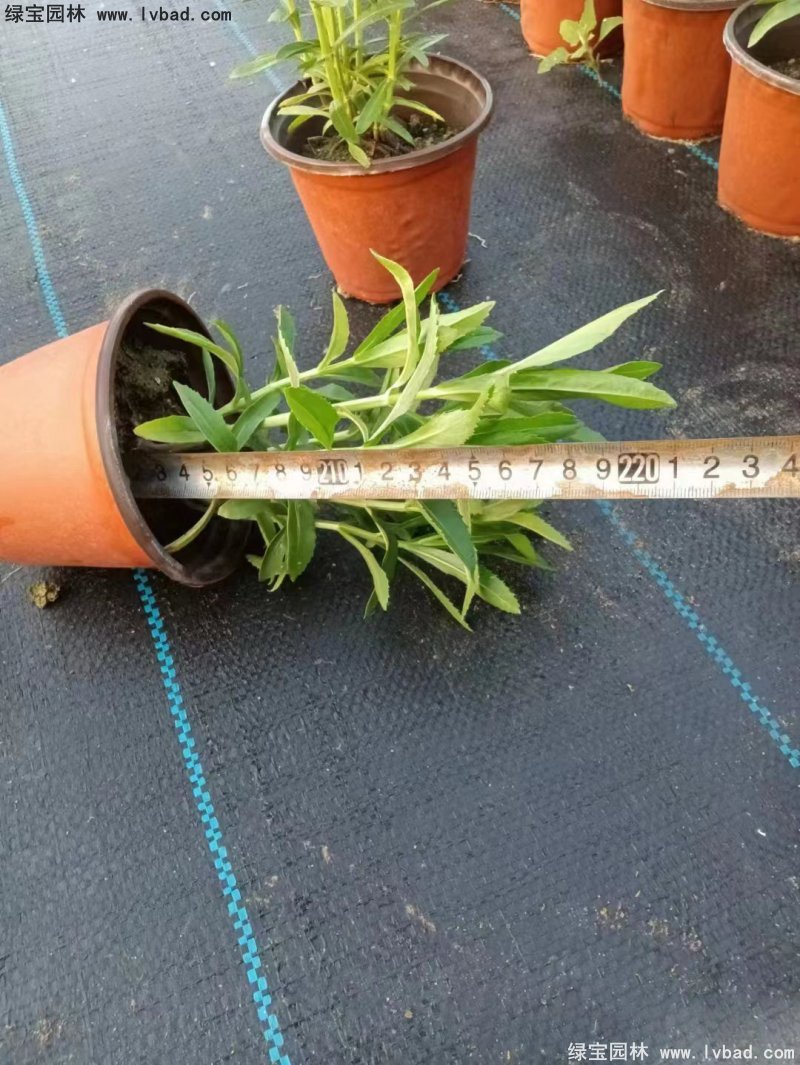 假龍頭花苗盆栽花鏡觀花植物多年生草本雙色盆120