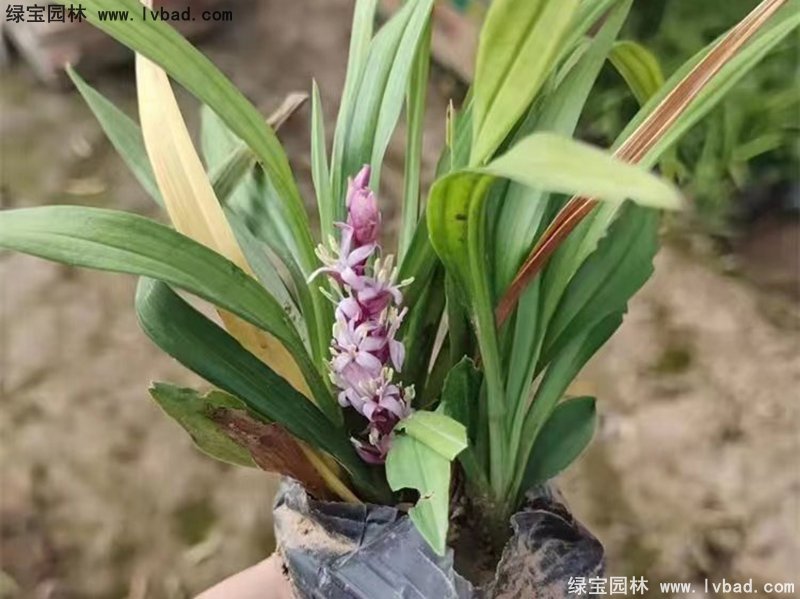 花鏡耐陰植物多年生<a href='http://www.wuzhouwash.com/caobenzhiwu/3397.html' target='_blank'>吉祥草</a>常綠草本