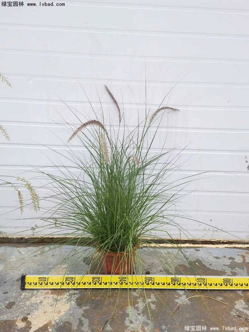 耐熱型花鏡草本植物<a href='http://www.wuzhouwash.com/huajingzhiwu/56164.html' target='_blank'>金紅羽狼尾草</a>