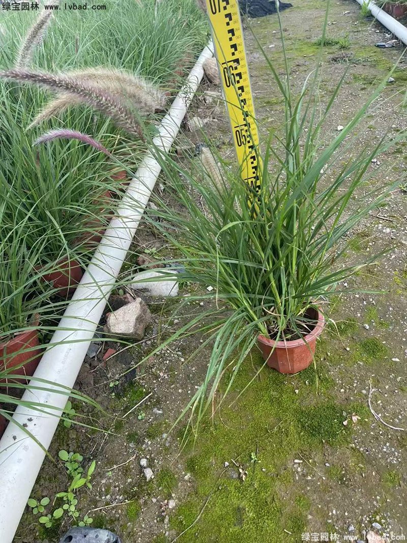 耐熱型花鏡草本植物<a href='http://www.wuzhouwash.com/huajingzhiwu/56164.html' target='_blank'>金紅羽狼尾草</a>