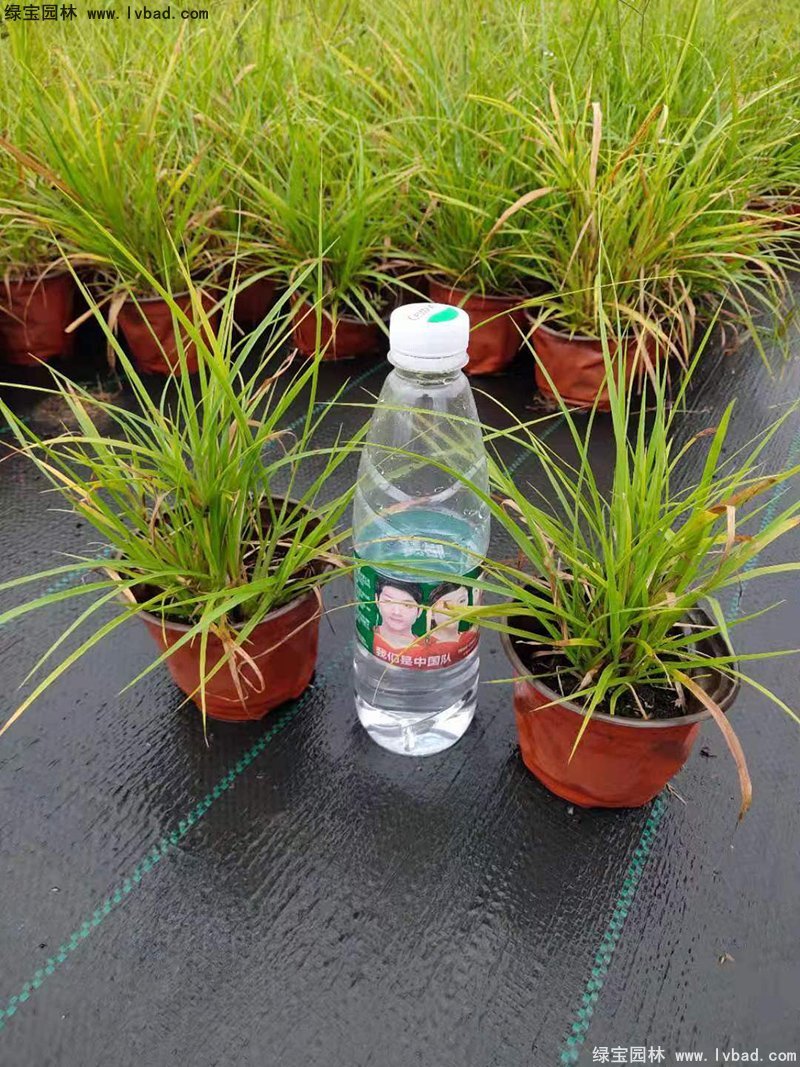 耐熱型花鏡草本植物金紅羽<a href='http://www.wuzhouwash.com/mucaozhongzi/1687.html' target='_blank'>狼尾草</a>