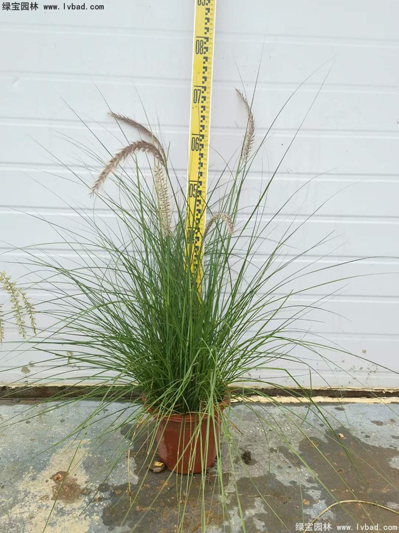 耐熱型花鏡草本植物金紅羽<a href='http://www.wuzhouwash.com/mucaozhongzi/1687.html' target='_blank'>狼尾草</a>
