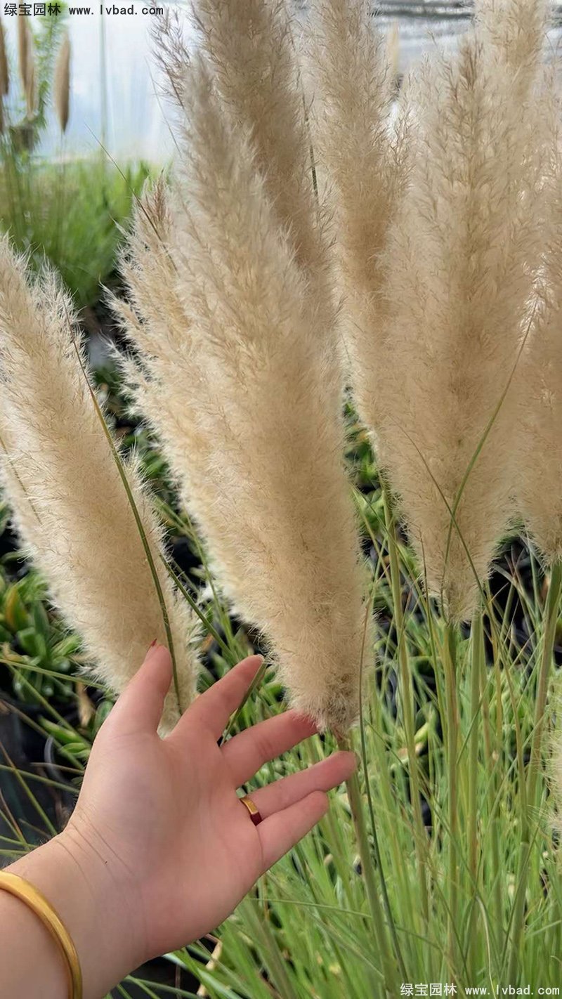花葉蒲葦茅草類(lèi)觀賞花鏡草本大草