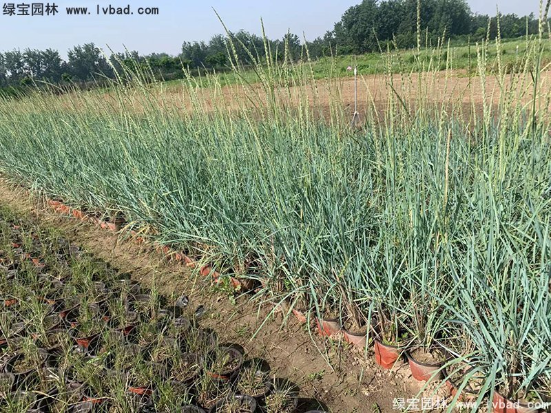 藍(lán)冰麥多年生草本藍(lán)色花鏡觀賞草植物
