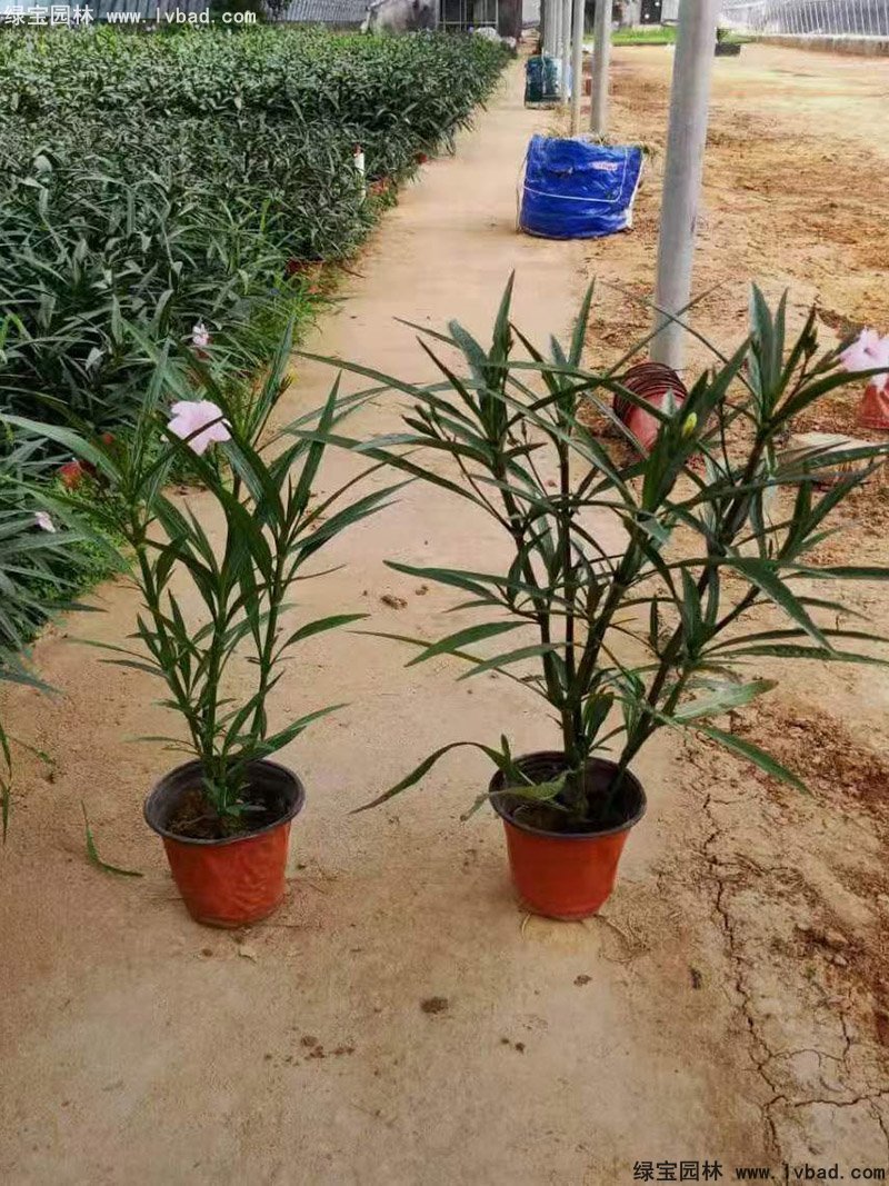 矮生翠蘆莉多季觀賞花鏡草本植物