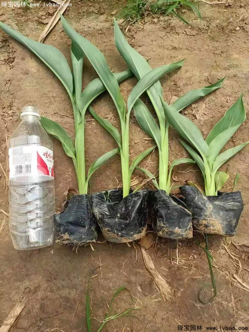 矮生美人蕉袋苗盆栽花鏡觀賞花草植物