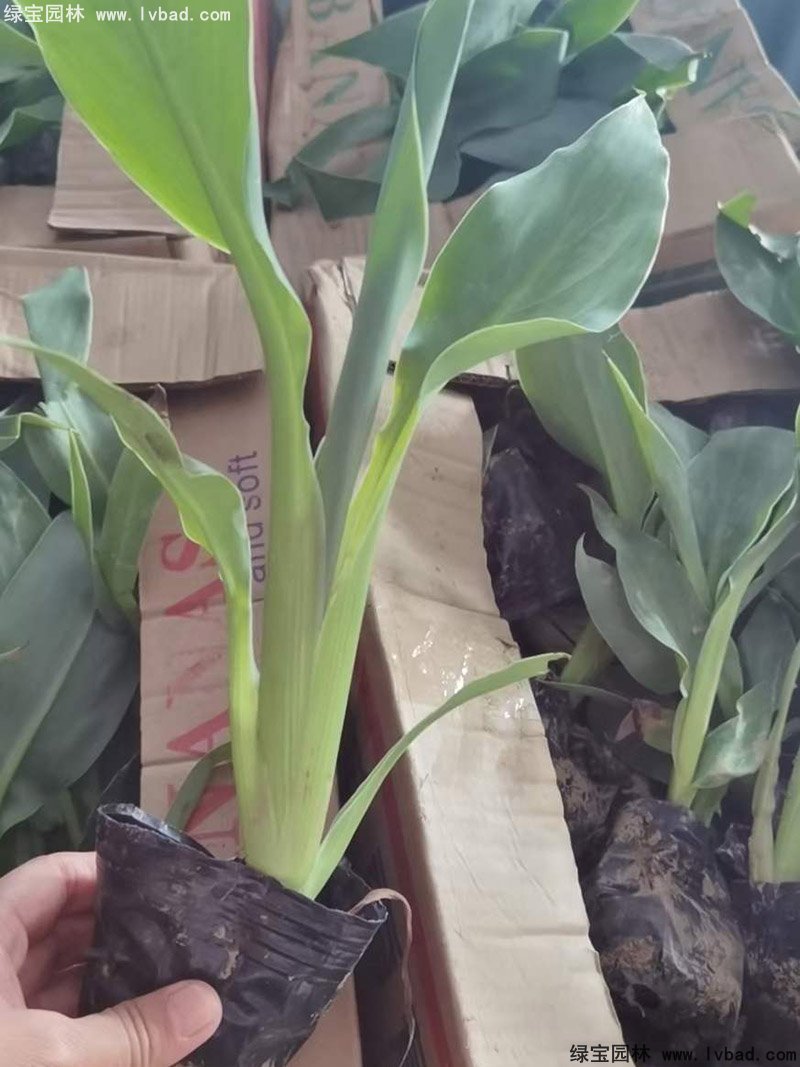 矮生美人蕉袋苗盆栽花鏡觀賞花草植物熱帶花卉