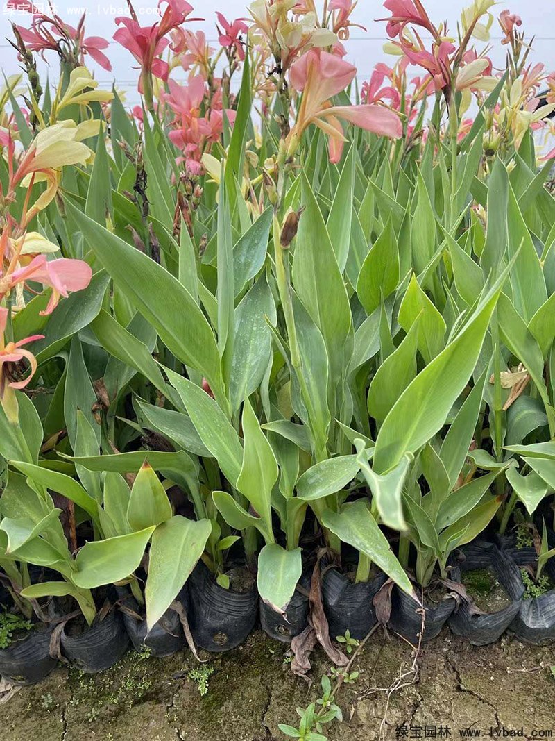 矮生美人蕉袋苗盆栽花鏡觀賞花草植物熱帶花卉