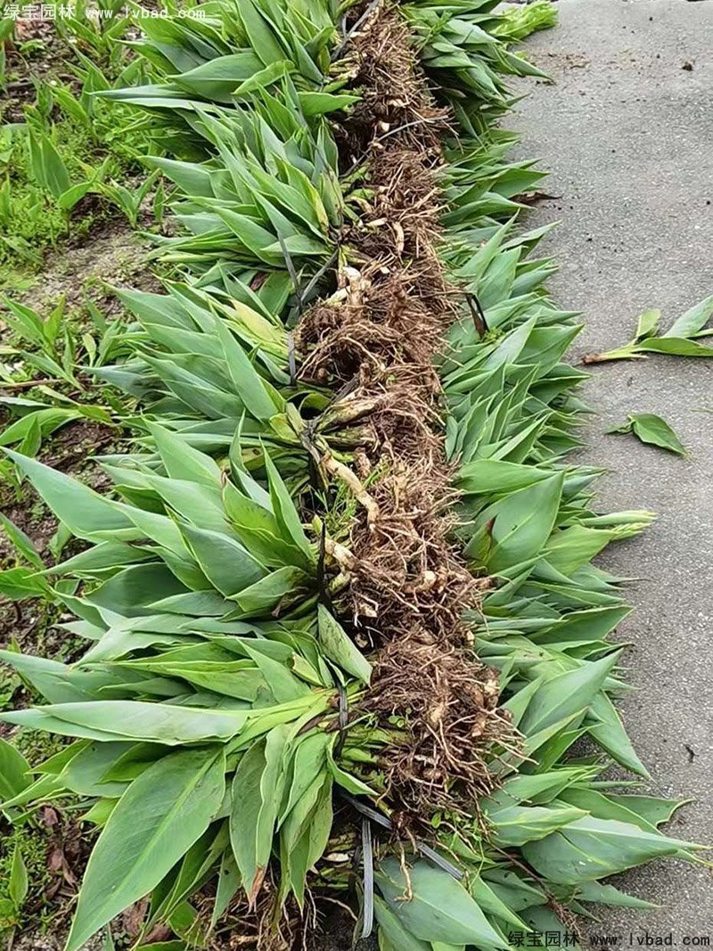 矮生美人蕉袋苗盆栽花鏡觀賞花草植物熱帶花卉